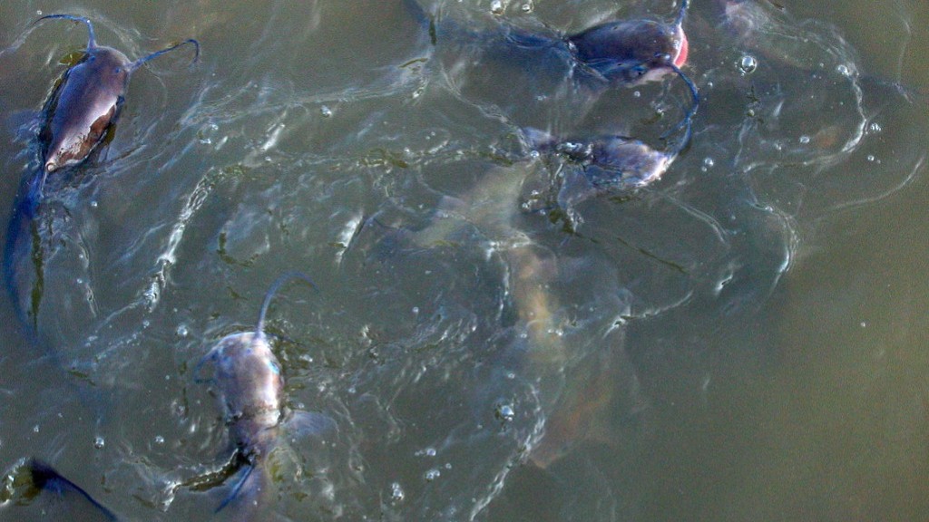 How To Bank Fish Salmon In Columbia River